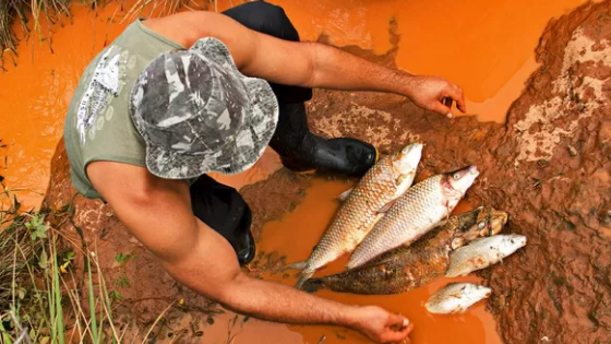 Peixes mortos após entrar em contato com substâncias tóxicas derivadas de um rompimento de barragem