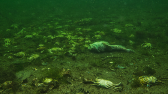 diversos animais mortos devido às zonas mortas