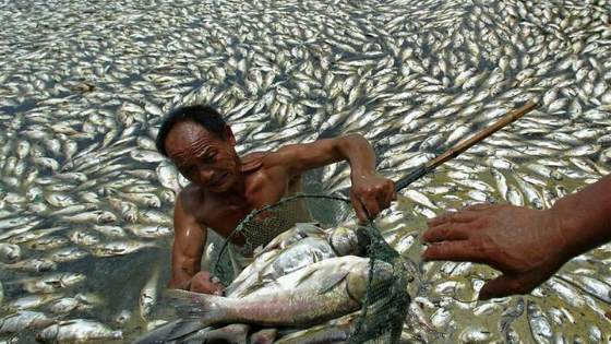 homem pegando peixes em um lugar com vários peixes mortos