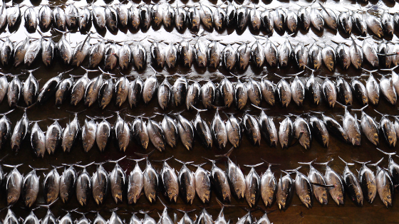 Quantidade massiva de peixes mortos e organizados