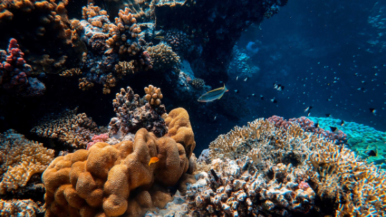 Grande diversidade de corais e peixes